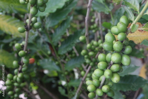 coffee bean on tree in nursery