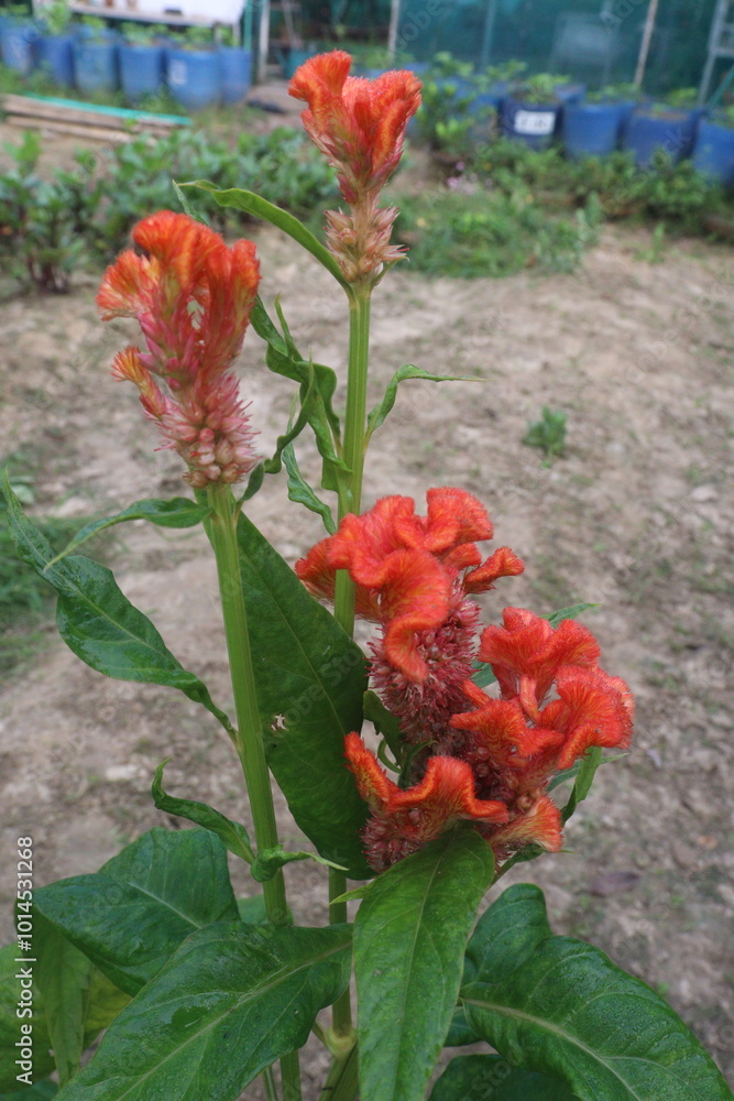 celosia cristata flower plant on nursery celosia cristata flower plant on nursery