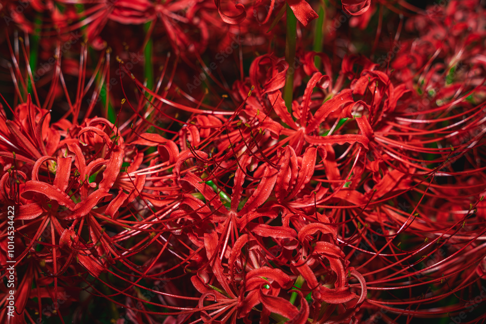 【リコリス】秋に咲く真っ赤な彼岸花