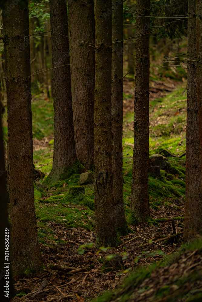forest, trees, moss, woodland, nature, tranquility, peaceful, wilderness, greenery, foliage, serene, natural, outdoor, scenic, landscape, path, sunlight, atmosphere, adventure, hike, foliage, flora