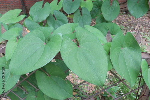 Dioscorea bulbifera plant on farm photo