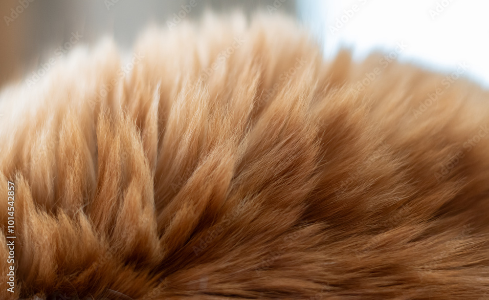Fototapeta premium ふわふわな猫の毛並み 茶トラ猫