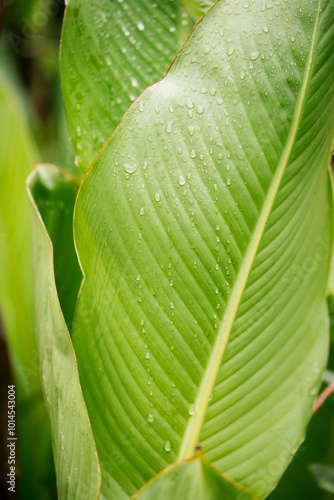 Beautiful large decorative leaves of a canna lilies flower with raindrops photo