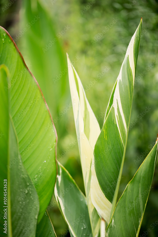 Large decorative leaves of a canna lilies flower with raindrops. Stuttgart grade