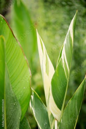 Obraz na płótnie Large decorative leaves of a canna lilies flower with raindrops. Stuttgart grade w salonie