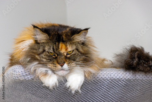 Photos Grimmiger Maine Coon Blick