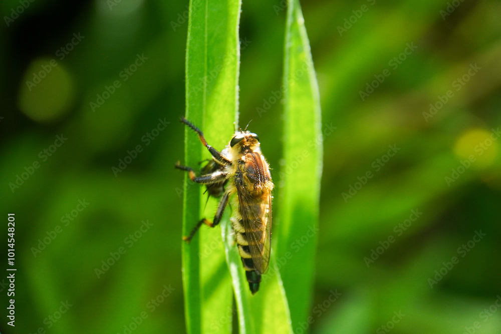 Natural detailed closeup on a Brown Heath Robberfly, Tolmerus cingulatus, eating predating on another fly in the garden Natural detailed closeup on a Brown Heath Robberfly, Tolmerus cingulatus, eating predating on another fly in the garden