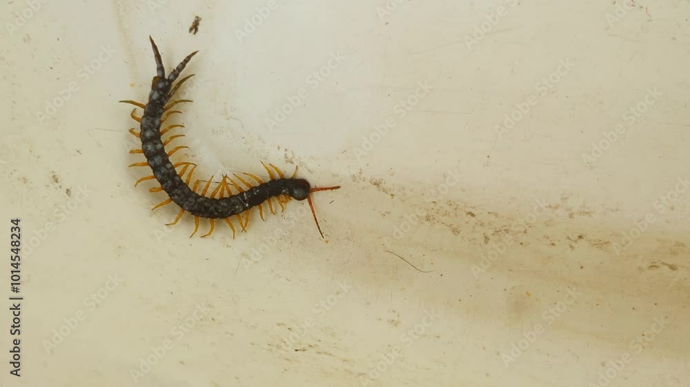 A large centipede crawling across a white surface. A large centipede crawling across a white surface.