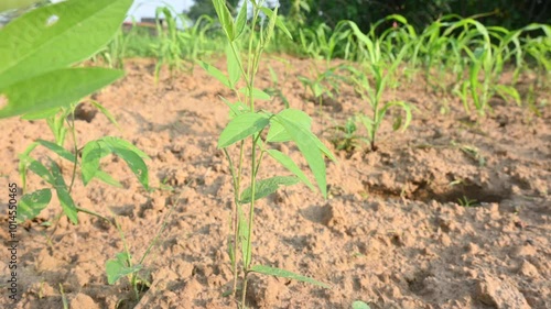 Pigeon pea plant. Pigeon pea plant in the field. Its other names Cajanus cajan, pigeonpea, red gram or tur. This is a perennial legume from the family Fabaceae.
 photo