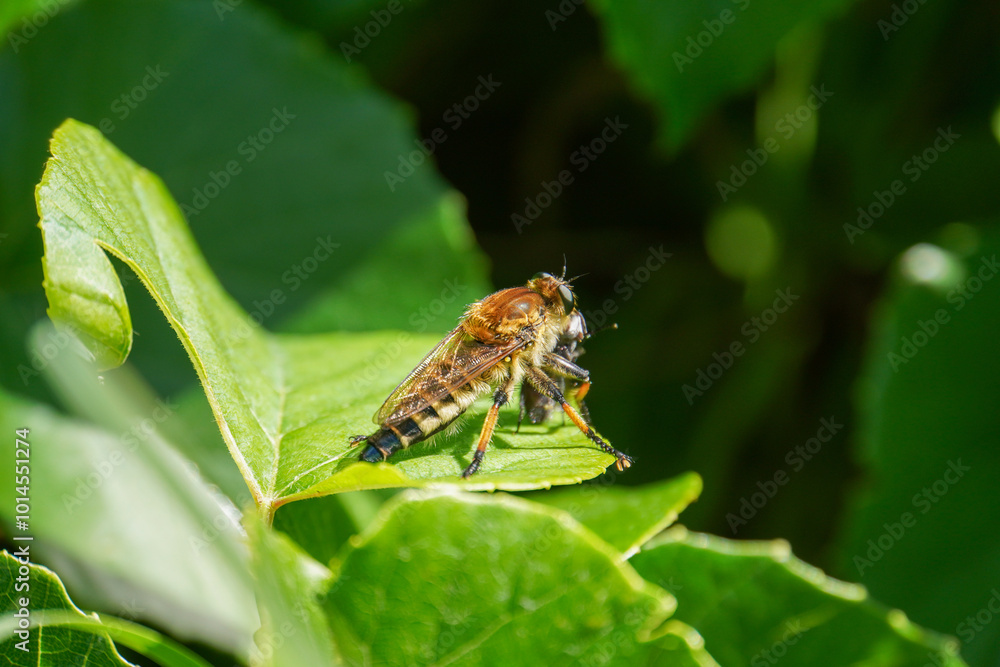 Natural detailed closeup on a Brown Heath Robberfly, Tolmerus cingulatus, eating predating on another fly in the garden Natural detailed closeup on a Brown Heath Robberfly, Tolmerus cingulatus, eating predating on another fly in the garden