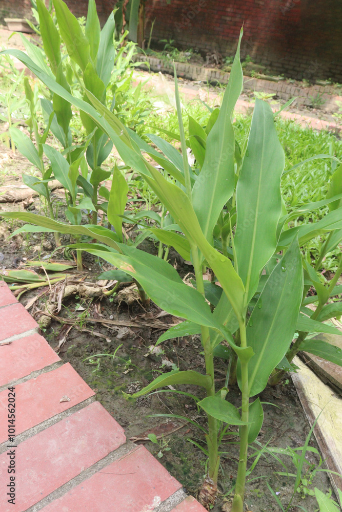 Obraz premium Ginger tree plant on farm