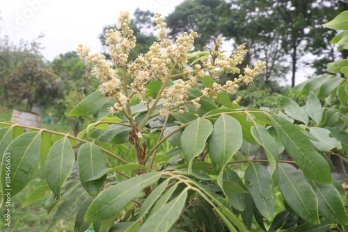 Longan flower on tree in nursery for sell photo