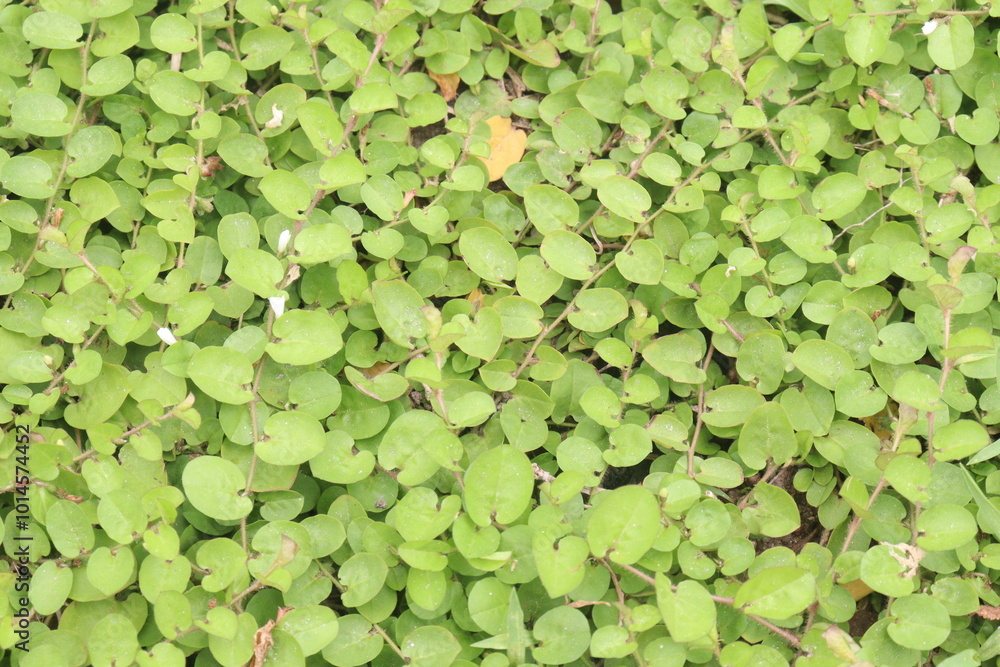 Nertera villosa leaf and ornamental plant on nursery Nertera villosa leaf and ornamental plant on nursery