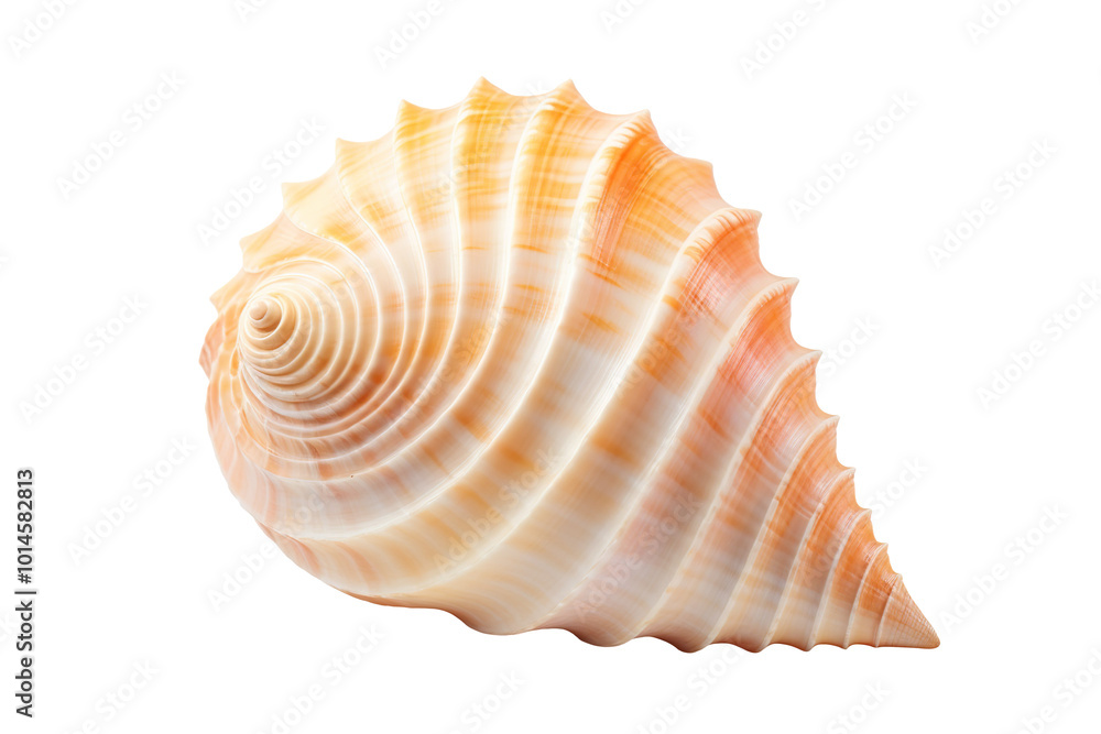 Terebridae auger sea shell isolated on transparent background Terebridae auger sea shell isolated on transparent background