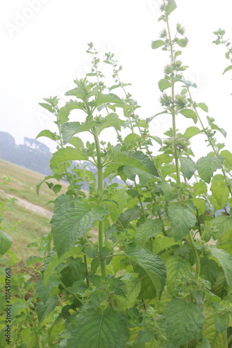 mesosphaerum suaveolens medicinal plant on field photo