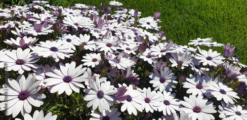 A bush of pink osteospermum or dimorphotheca blooms in the garden. photo