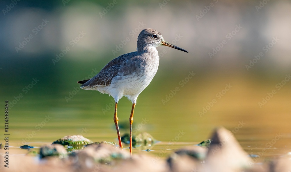 Common Redshank (Tringa totanus) is a migratory bird that feeds on worms and molluscs in wetlands in Asia, Europe, America and Africa.