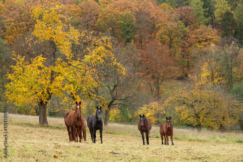 Pferdeherde vor dem Herbstwald