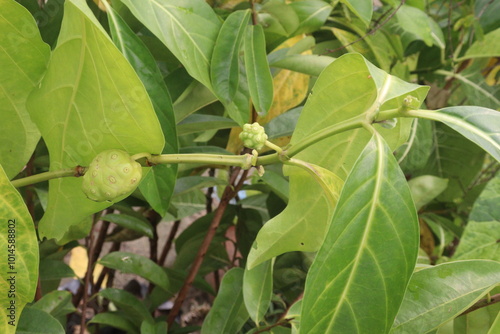 Photography Morinda citrifolia Noni fruit on tree in nursery