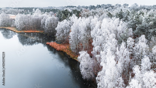 Frozen forest covered with ...