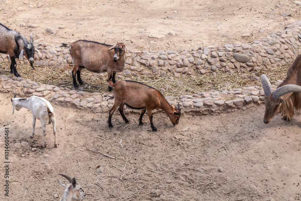 a herd of goats and ibexes at the zoo a herd of goats and ibexes at the zoo
