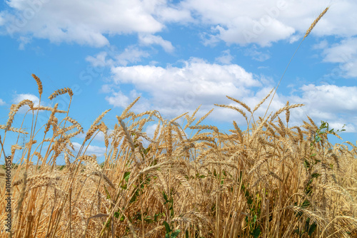 spikelets of wheat on a field on a farm against the backdrop of a clear blue sky photo