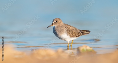 Temminck`s Stint (Calidris temminckii), Avrupa ve Asya kıtalarının kuzey kesimlerinde yaşayan bir sulak alan kuşudur. Bataklık alanlarda beslenir.