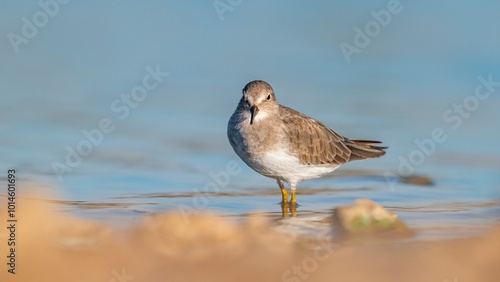 Temminck`s Stint (Calidris temminckii), Avrupa ve Asya kıtalarının kuzey kesimlerinde yaşayan bir sulak alan kuşudur. Bataklık alanlarda beslenir.