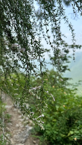 forest in the morning