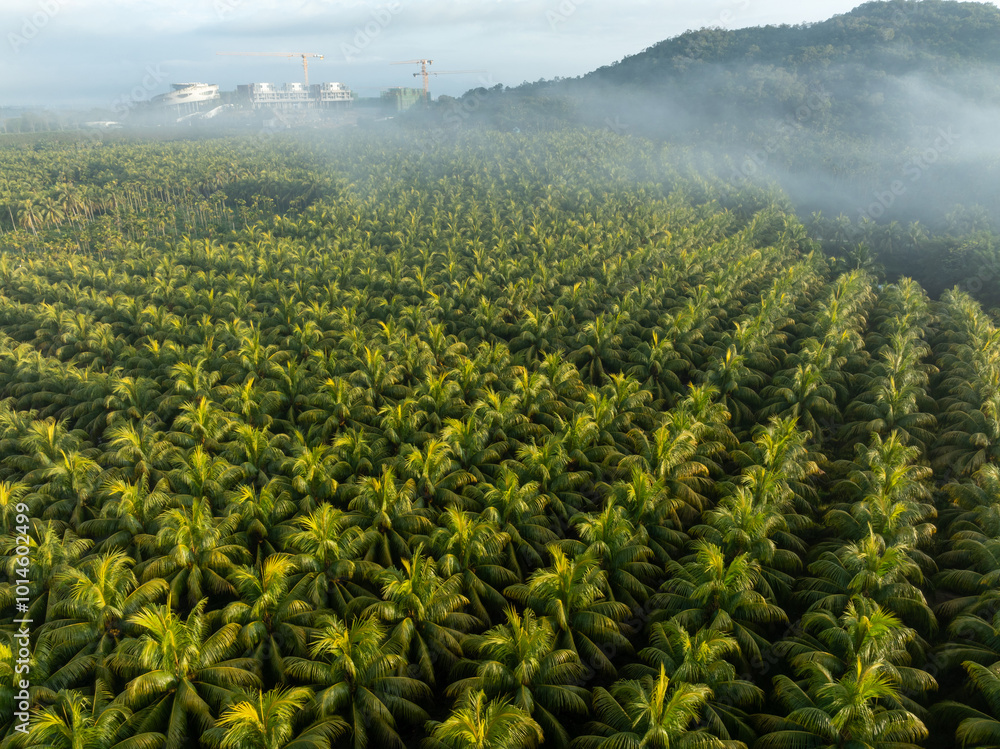 Fototapeta premium Aerial view of coconut trees field in the sunrise