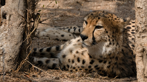 Leopards resting in shadow of the tree
