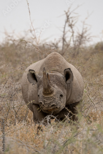 Black rhino of Namibia