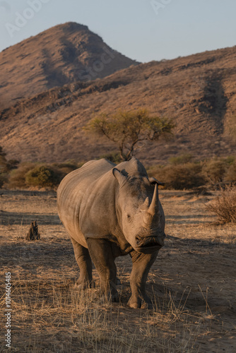 Black rhino of Namibia