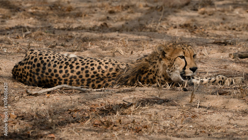 Leopard rest in shadow of tree
