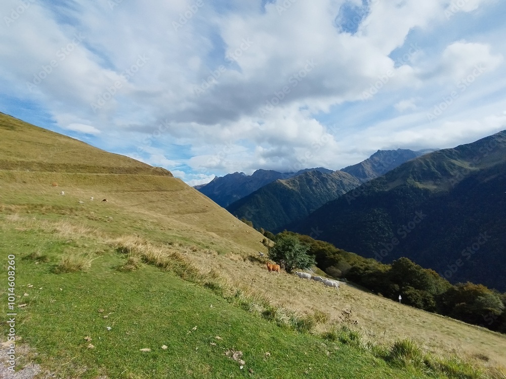 Fototapeta premium pyrenees nature landscape from the road