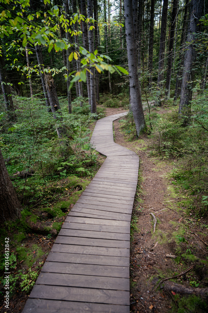 Ecological curve boardwalk, footpath in national park through dark coniferous spruce forest, natural trail through protected environment, autumn season. Road made of wooden planks in woodland. Ecological curve boardwalk, footpath in national park through dark coniferous spruce forest, natural trail through protected environment, autumn season. Road made of wooden planks in woodland.