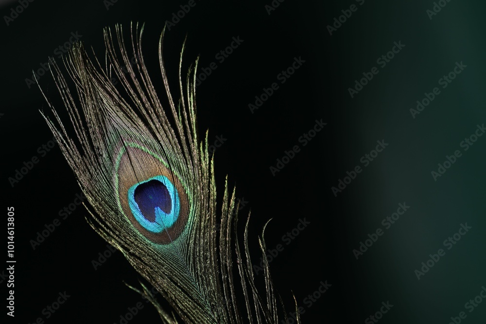 Obraz premium Beautiful peacock feather on dark background, closeup. Space for text