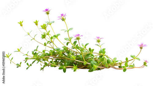 Creeping plant with flower isolated on transparent background