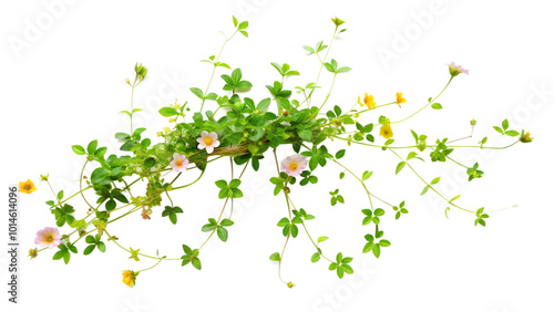 Creeping plant with flower on transparent background