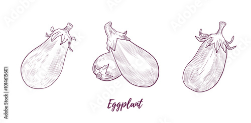 Vector eggplants line art illustration, graphic line art. Set of eggplants. Aubergine brinjal guinea squash. Elegant line botanical illustration. Great for any designs, textile, art, walls, package