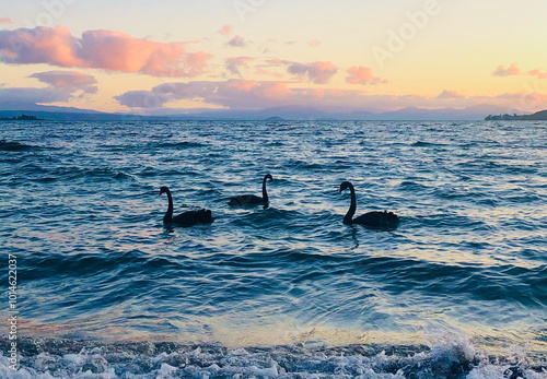 Three black swans gliding on the calm waters of Lake Taupo at sunset