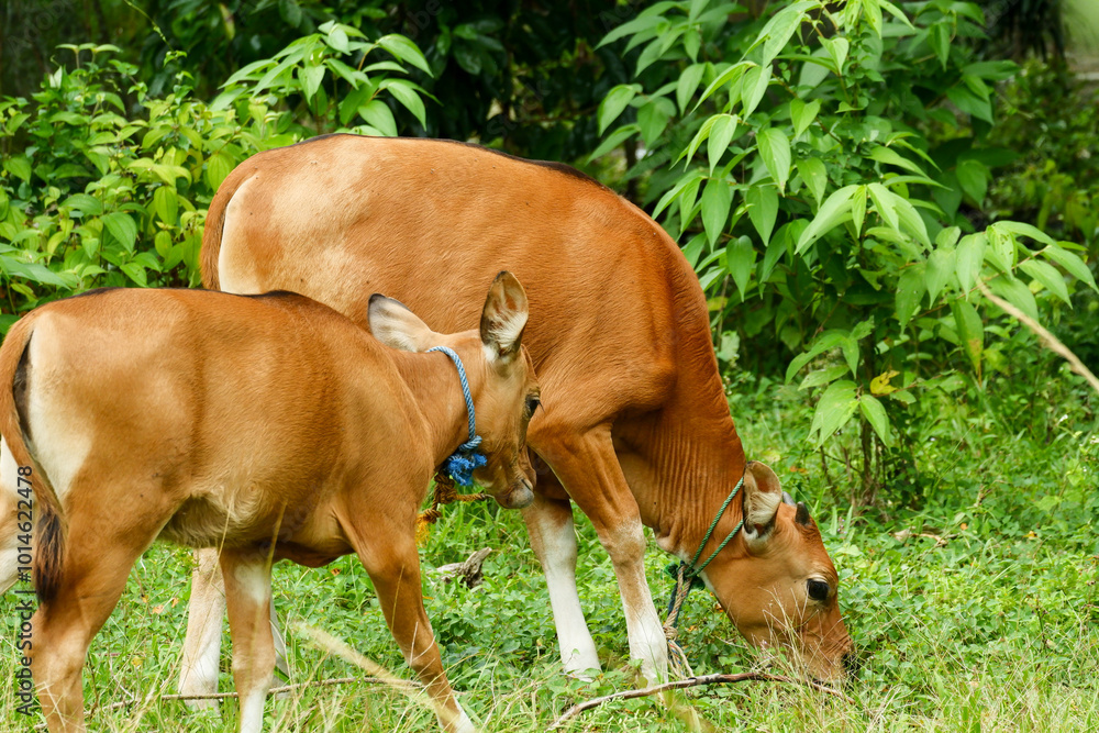 several Balinese cows were eating grass