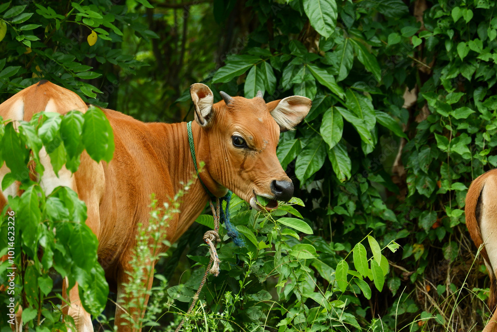 several Balinese cows were eating grass several Balinese cows were eating grass
