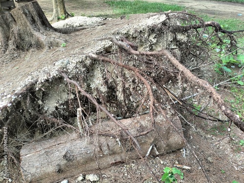 Beautiful Tree Roots Natural Textured Patterned