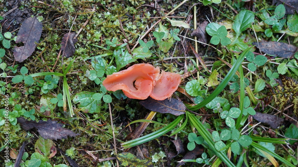 Vibrant Orange Mushroom in the Forest Vibrant Orange Mushroom in the Forest