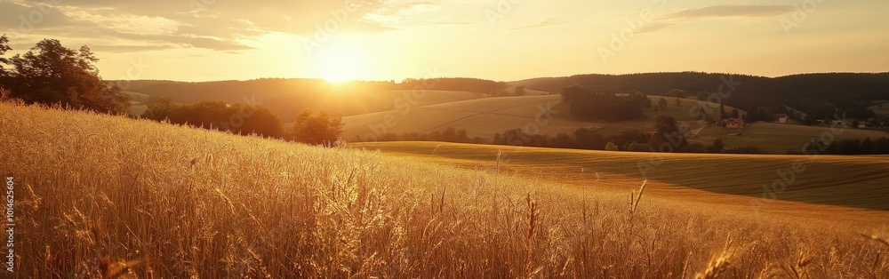 Golden wheat fields at sunset in the serene countryside landscape Golden wheat fields at sunset in the serene countryside landscape