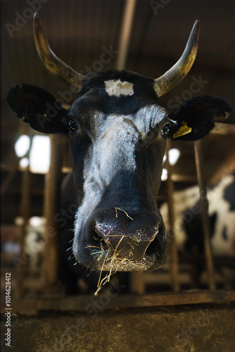 Cow in the barn photo