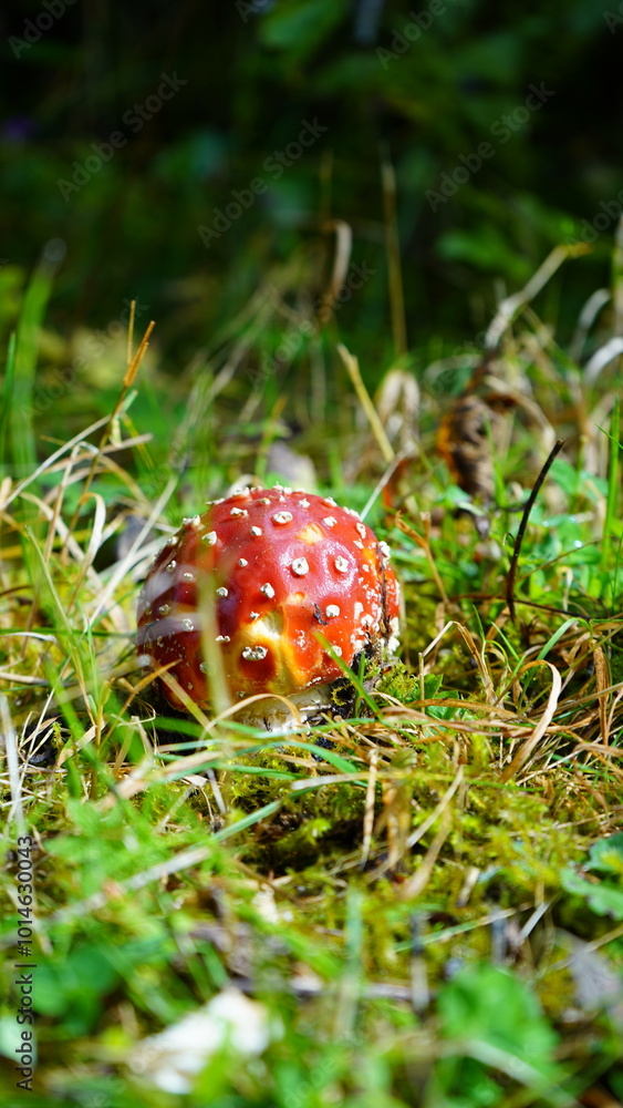Red Mushroom with white dots Red Mushroom with white dots