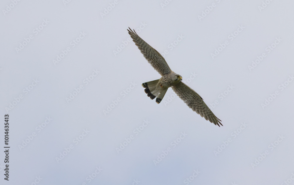 flying kestrel, falcon with outstretched wings, kestrel in the sky flying kestrel, falcon with outstretched wings, kestrel in the sky