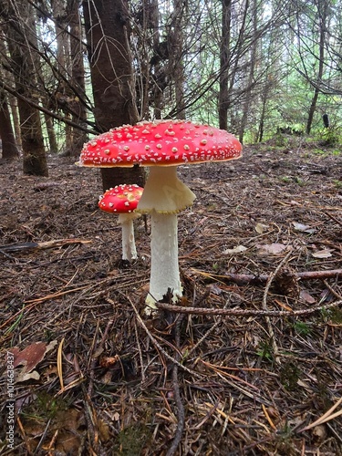 fly mushroom photo